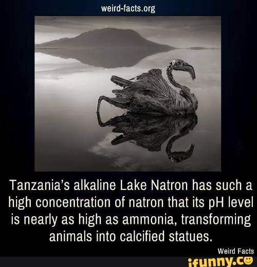 Lakenatron memes. Best Collection of funny Lakenatron pictures on iFunny