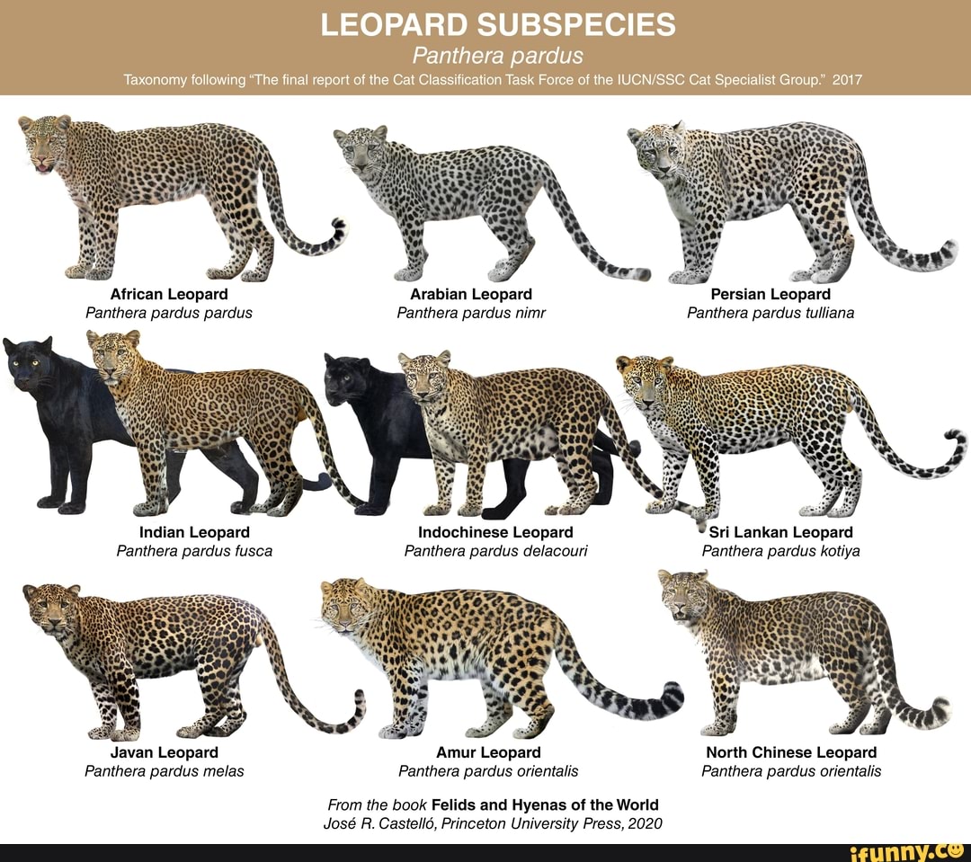 LEOPARD SUBSPECIES Panthera pardus Taxonomy following 