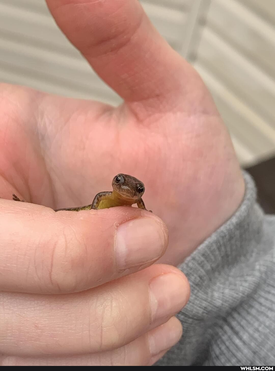 mildly_interesting, salamander, adorable, cutie, baby_animals