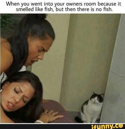 When you went into your owners room because it
smelled like fish, but then there is no
fish.