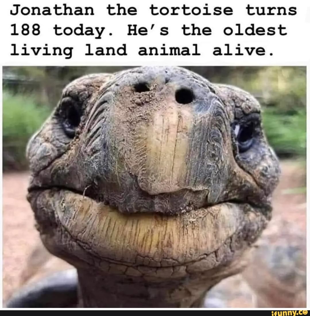 Jonathan the tortoise turns 188 today. He's the oldest living land ...