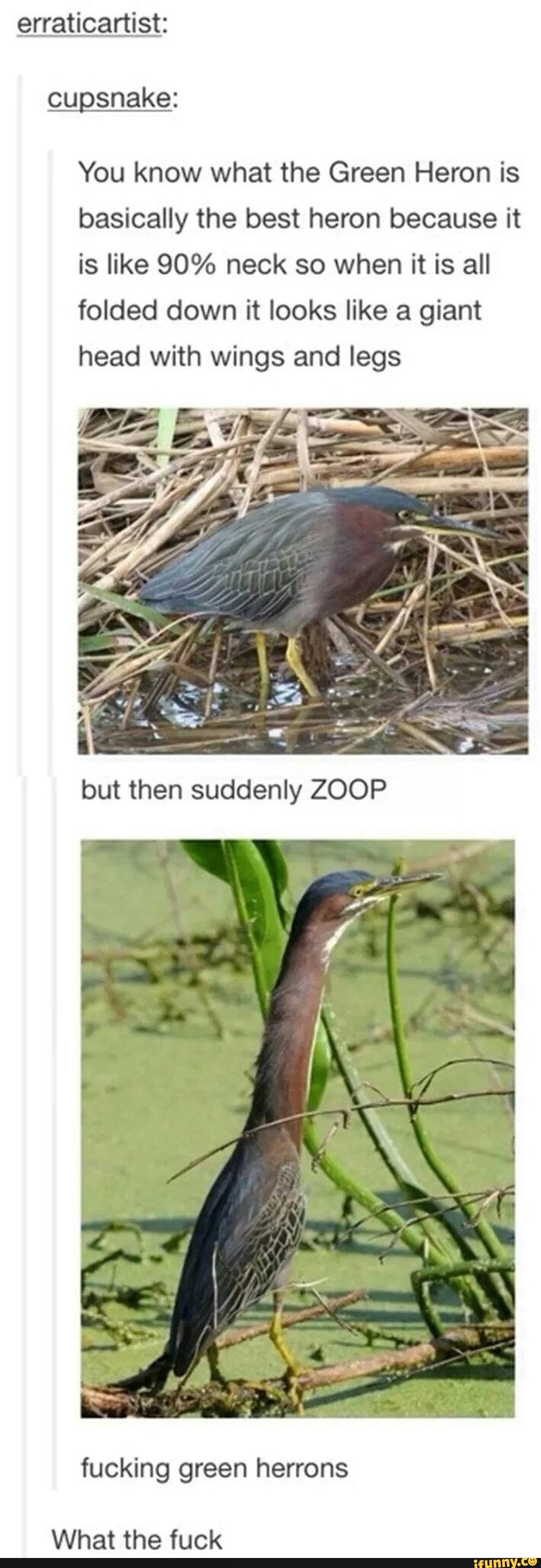 erraticartist:
cupsnake:
You know what the Green Heron is
basically the best heron because it
is like 90% neck so when it is all
folded down it looks like a giant
head with wings and legs