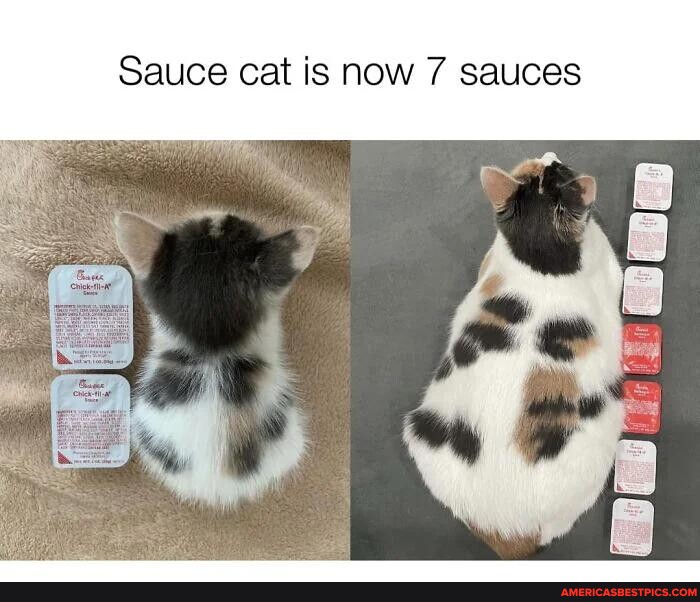 Sauce cat is now 7 sauces America’s best pics and videos