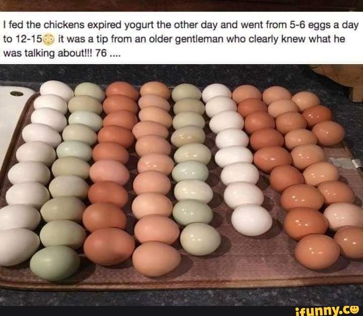 I fed the chickens expired yogurt the other day and went from 56 eggs