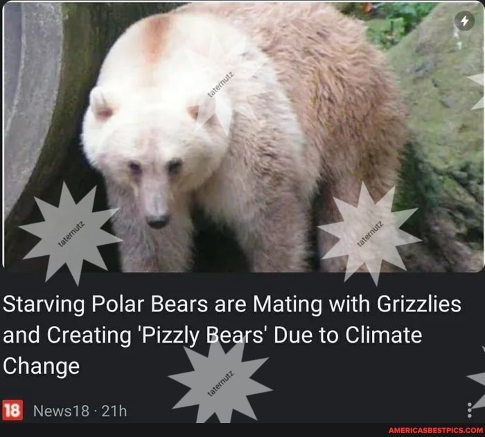 Starving Polar Bears are Mating with Grizzlies and Creating 'Pizzly