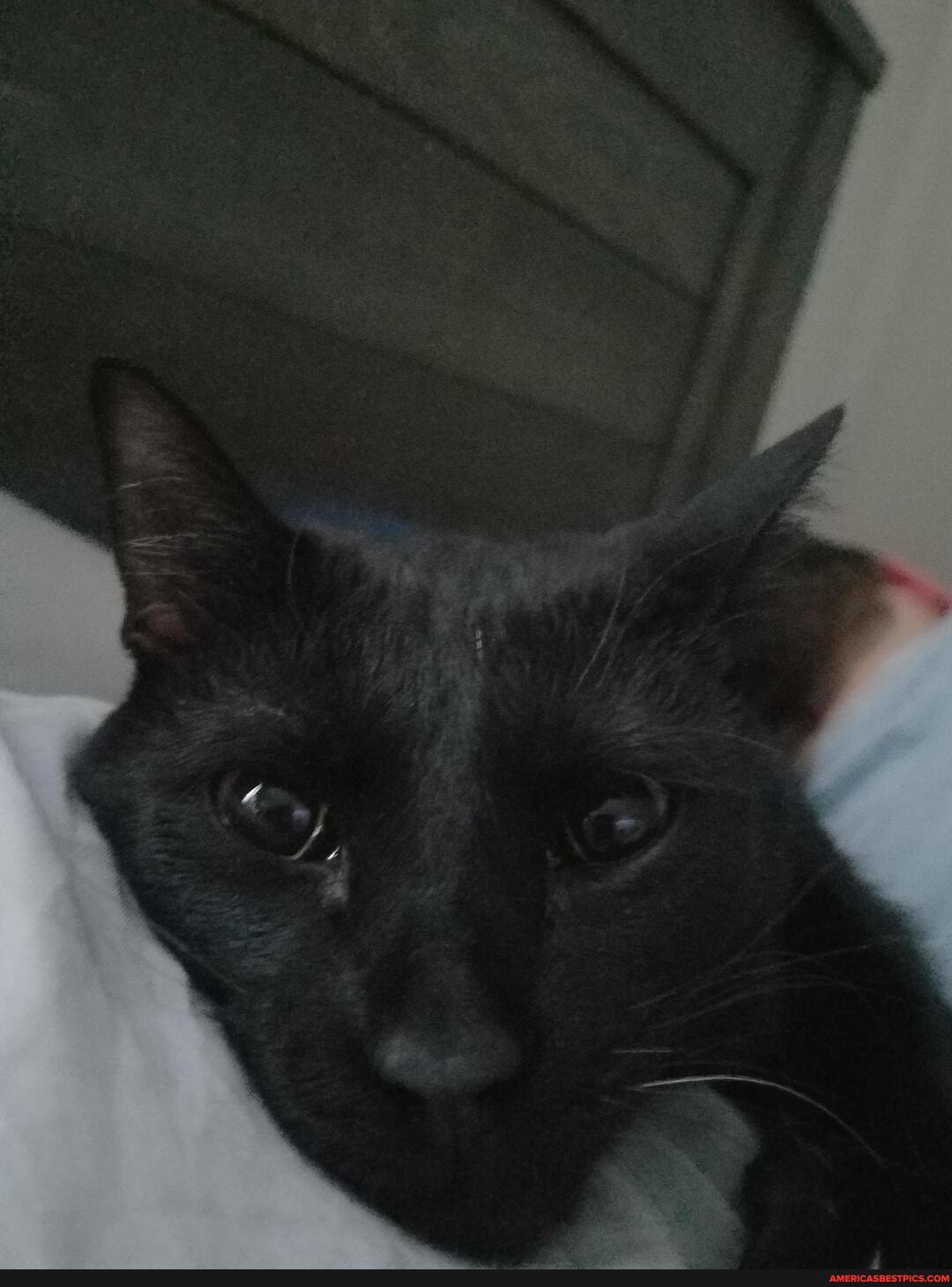 caturday, gaming, kitten, pleasestopwakingmeupearlyeveryday