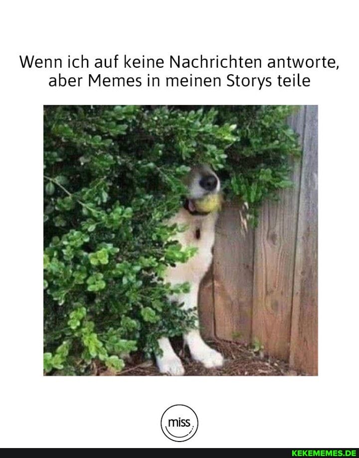 Wenn ich auf keine Nachrichten antworte, aber Memes in meinen Storys teile