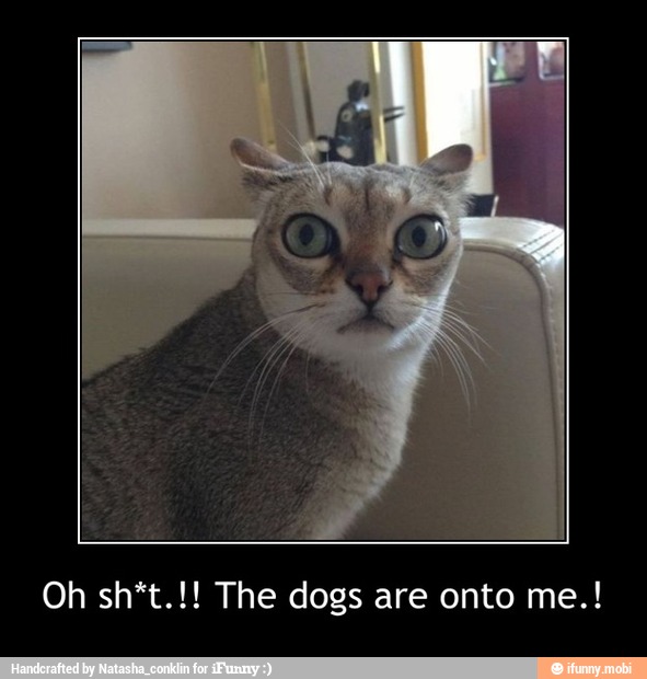 Oh sh*t.!! The dogs are onto me.!