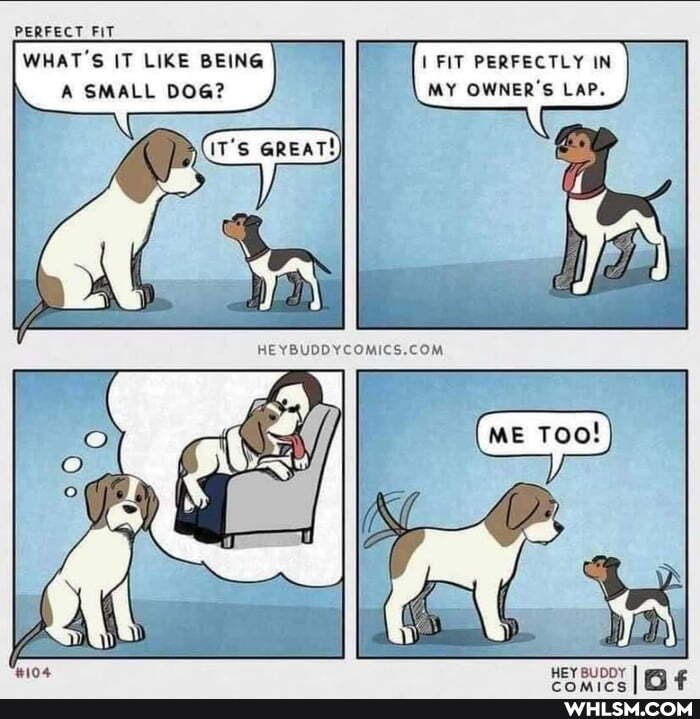PERFECT FIT
WHAT'S IT LIKE BEING FIT PERFECTLY IN A SMALL DOG? MY OWNER'S LAP.
G's
HEY BUDDY I en