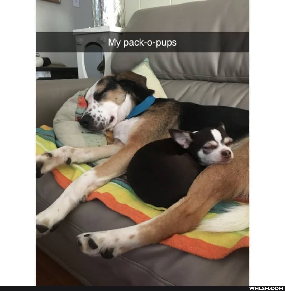 My pack o-pilps