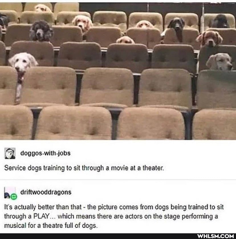 doggos.with jobs
Service dogs training to sit through a movie at a theater.
be
Gar full
It's actually better than that - the picture comes from dogs being trained to sit through a PLAY... which means there are actors on the stage performing a