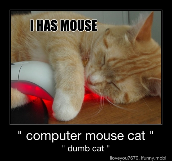 Computer Mouse Cat Computer Mouse Cat Dumb Cat