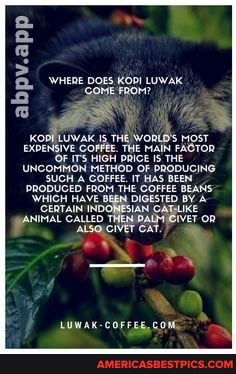 WHERE DOES KOPI LUWAK
'Gome FRom?
KODILUWAK Is THE WORLDS most
EXDENSIVE COFFEE. THE MAIN FACTOR
'OF HIGH PRICE Is THE UNCOMMON METHOD OF PRODUCING
'SUCH A COFFEE, IT HAS BEEN
PRODUGED FROM THE COFFEE BEAKS:
'WHICH HAVE BEEN DIGESTED BY
'CERTAIN INDOMESIAN IMAL CALLED VET
CALLED VET AiSO.CWEY CaT
LUWAK- COFFEE, coM