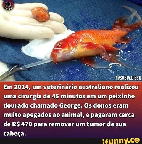 (OSABIA DISSO
Em 2014, um veterinário australiano realizou uma cirurgia de 45 minutos em um peixinho dourado chamado George. Os donos eram muito apegados ao animal, e pagaram cerca de R$ 470 para remover um tumor de sua cabeça.