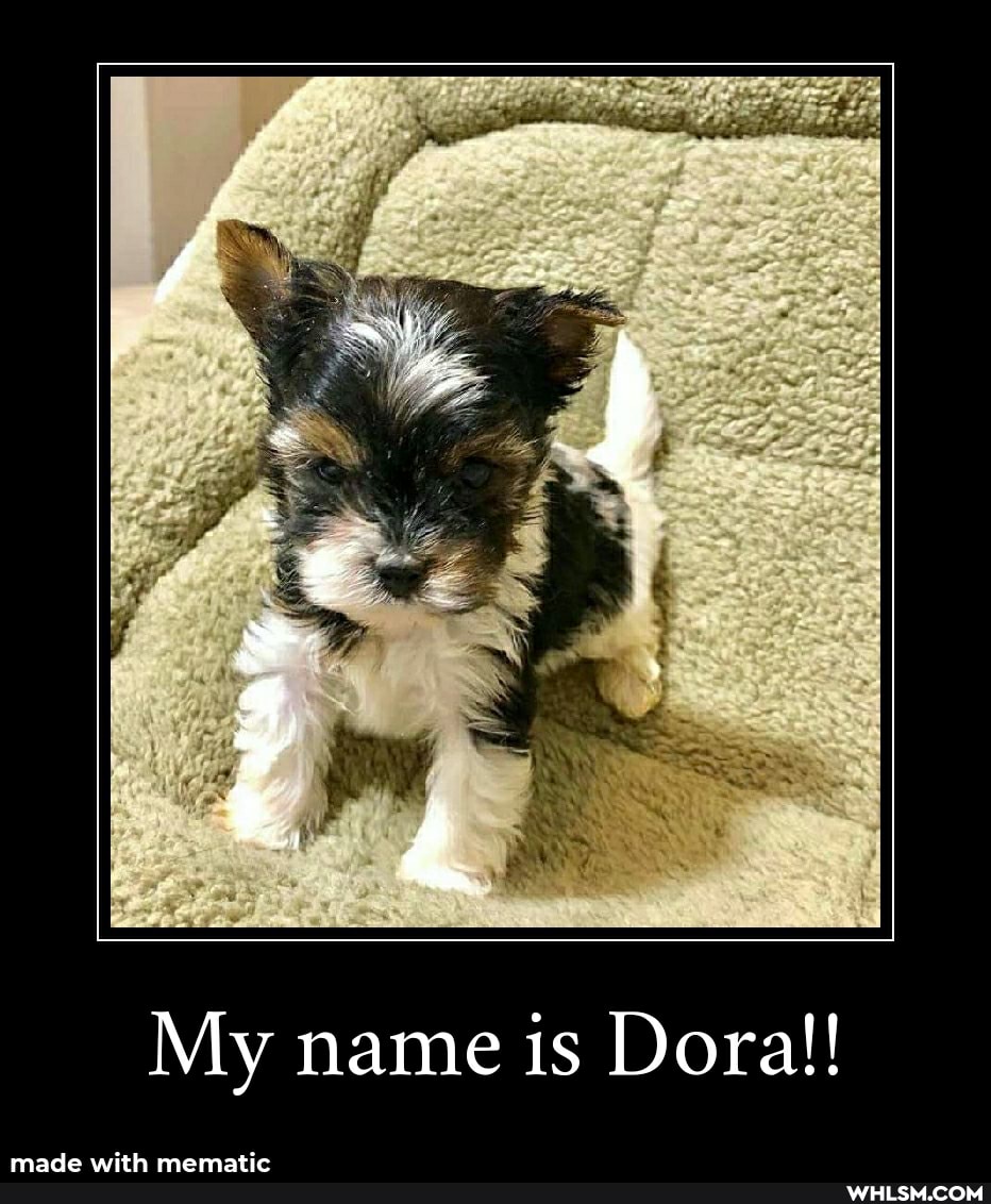 My name is Dora!!