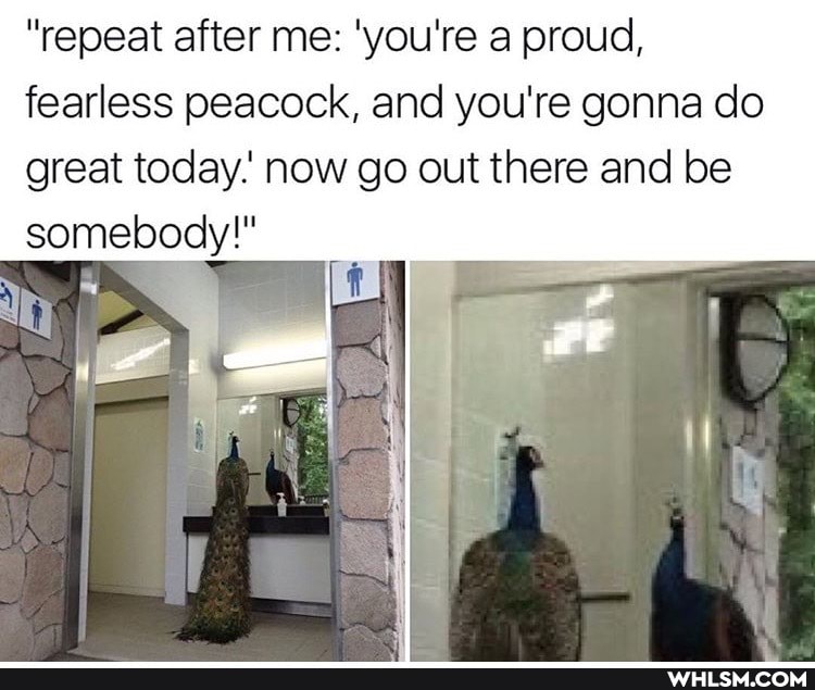 "repeat after me: 'you're a proud, fearless peacock, and you're gonna do great today. now go out there and be somebody!"