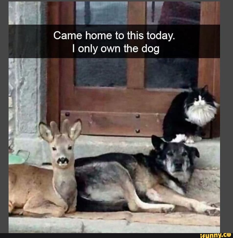 ed
Came home to this today.
only own the dog