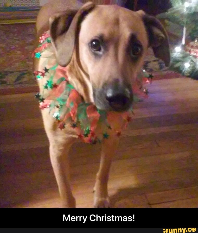 Am Using Rhodesian Ridgeback Memes Rhodesianridgeback memes. Best Collection of funny Rhodesianridgeback ...