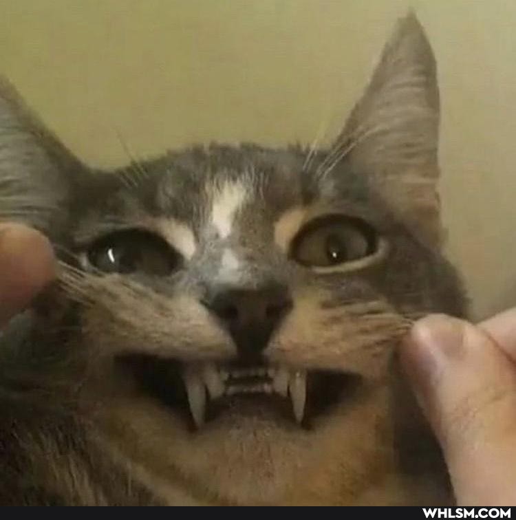 cats, hypevote, funny