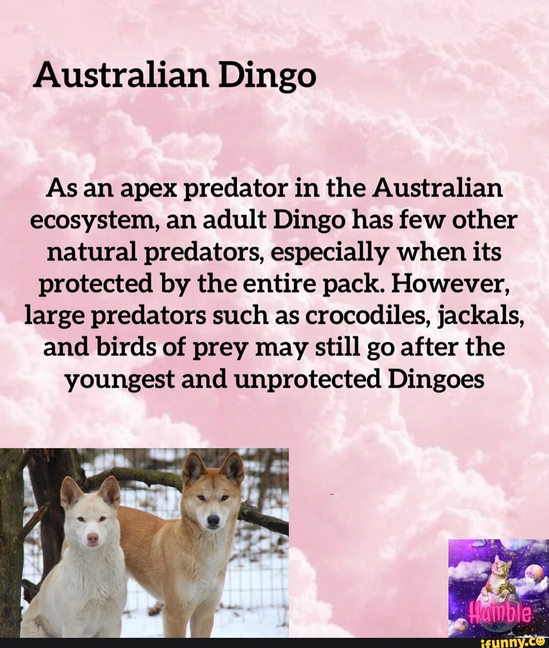 Australian Dingo As an apex predator in the Australian ecosystem, an