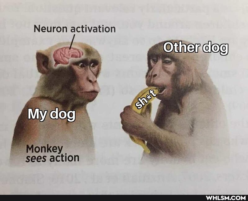 Neuron activation
Other dog
My dog
sees action