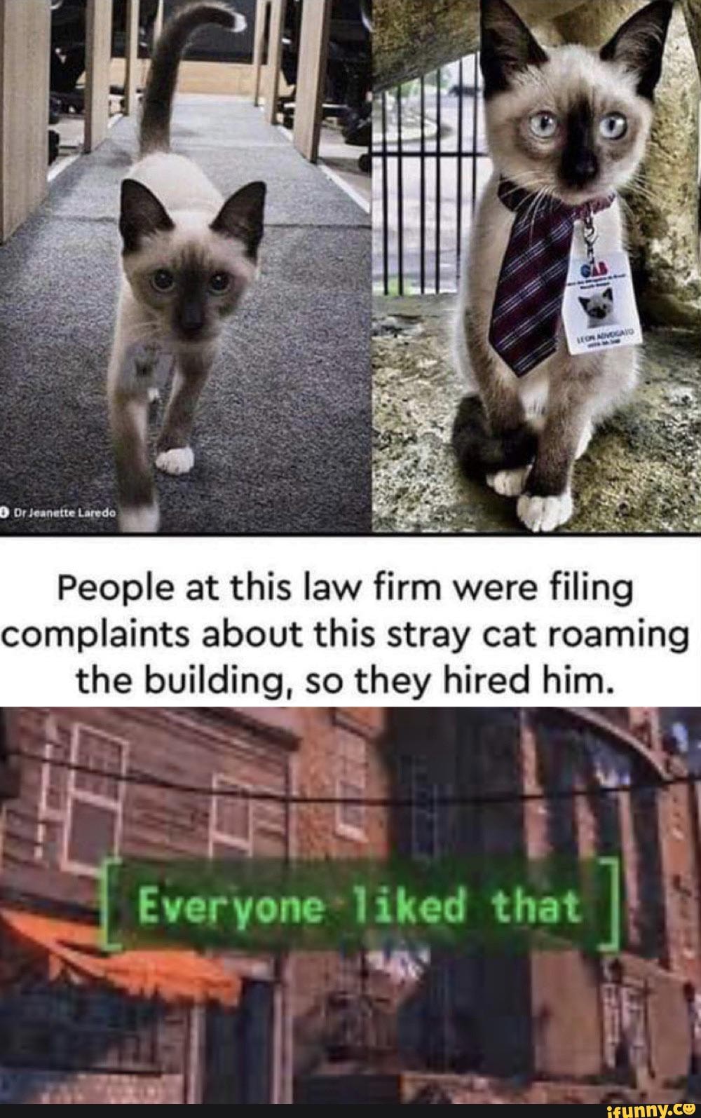 People at this law firm were filing complaints about this stray cat