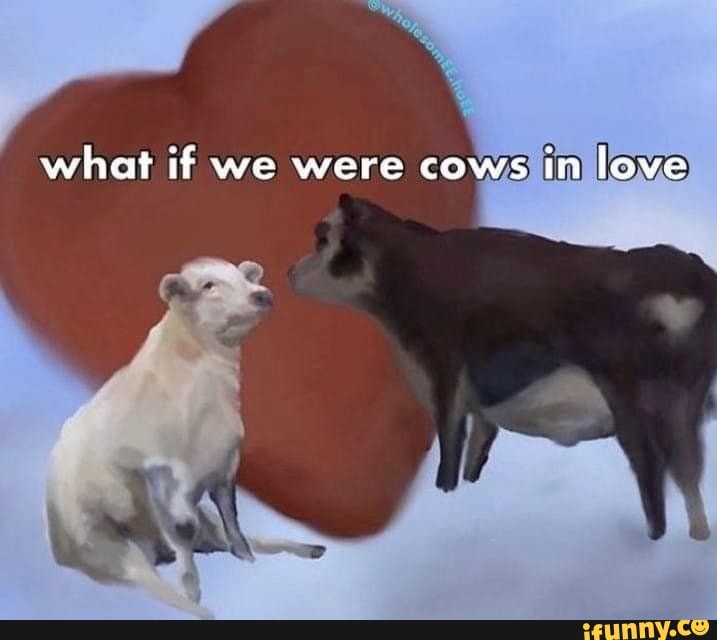 What if we were cows in love - iFunny