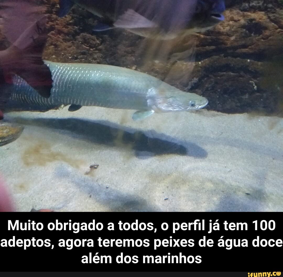 Muito obrigado a todos, o perfil já tem 100
adeptos, agora teremos peixes de água doce
além dos marinhos - Muito obrigado a todos, o perfil já tem 100 adeptos, agora teremos peixes de água doce além dos marinhos