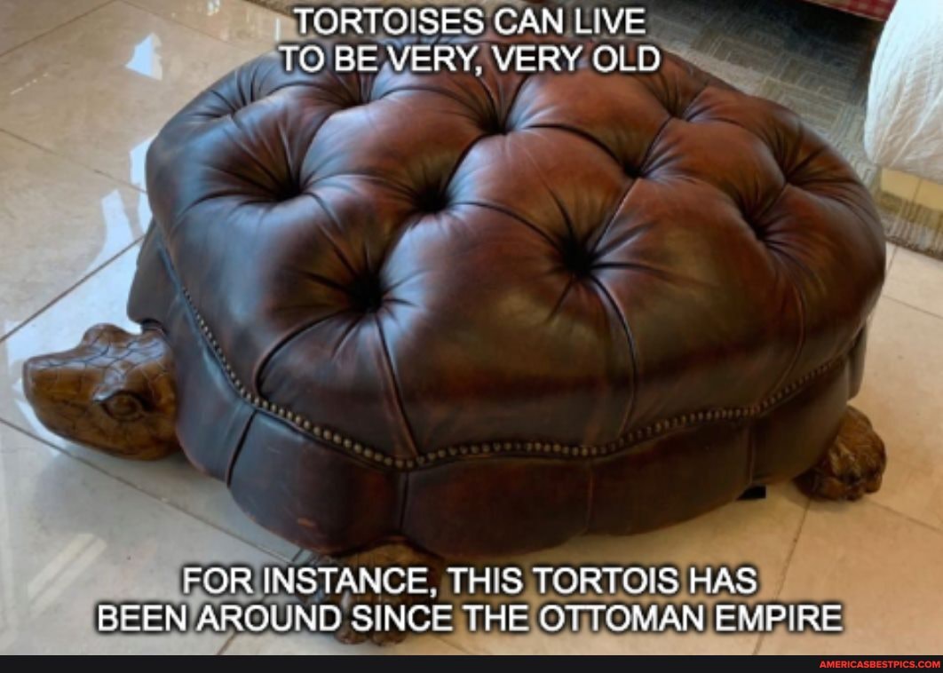 "TORTOISES CAN LIVE TO VERY VERY OLD
FOR INSTANCE, THIS TORTOIS HAS BEEN ROUND SINGE THE THIS OTTOMAN EMPIRE