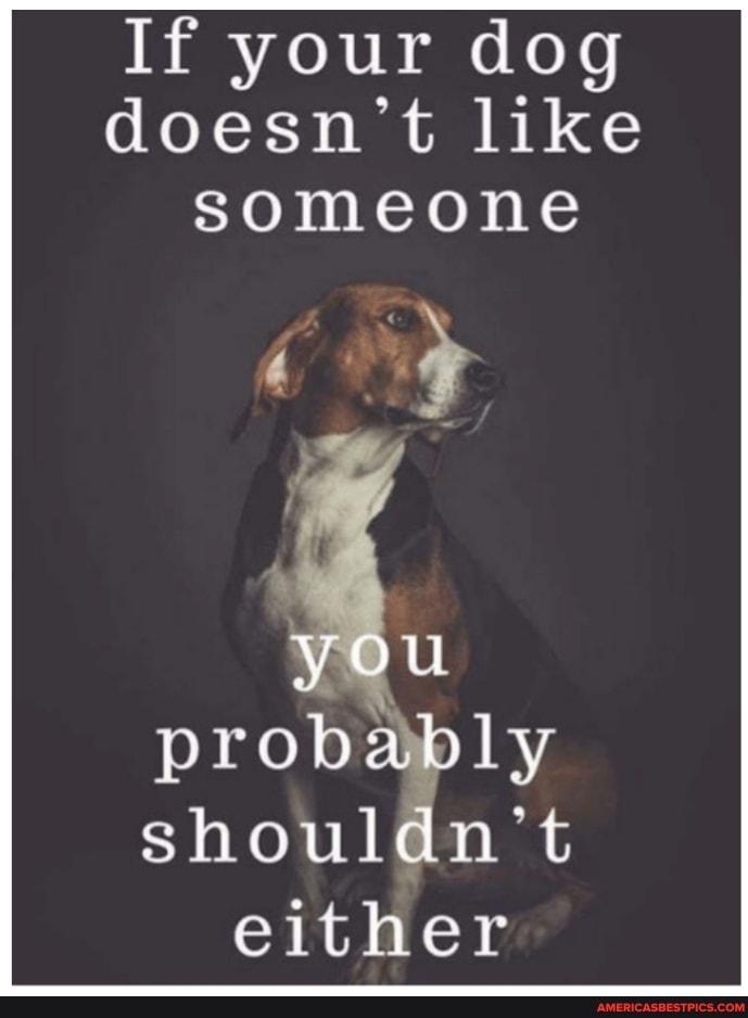 If your dog doesn't like someone
you probably shouldn't either