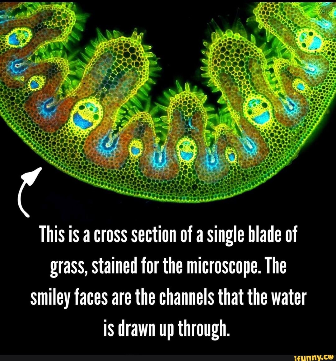 This is a cross section of a single blade of grass, Stained for the