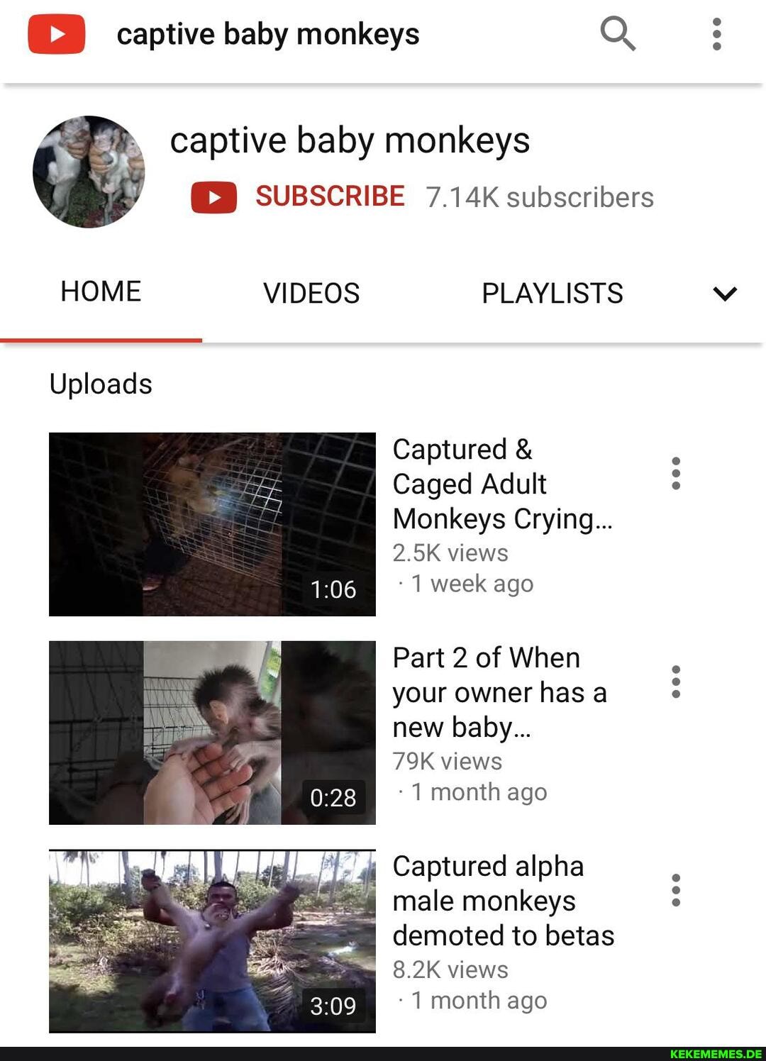 captive baby monkeys Q
captive baby monkeys
SUBSCRIBE 7.14K subscribers
HOME VIDEOS PLAYLISTS
Uploads
Captured &
Caged Adult
Monkeys Crying...
2.5K views
1 week ago
Part 2 of When your owner has a new baby...
views
month ago
Captured alpha male monkeys
I demoted to betas
8.2K views
month ago