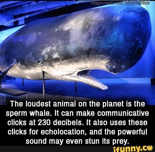 The loudest animal on the planet is the sperm whale. It can make  communicative clicks at