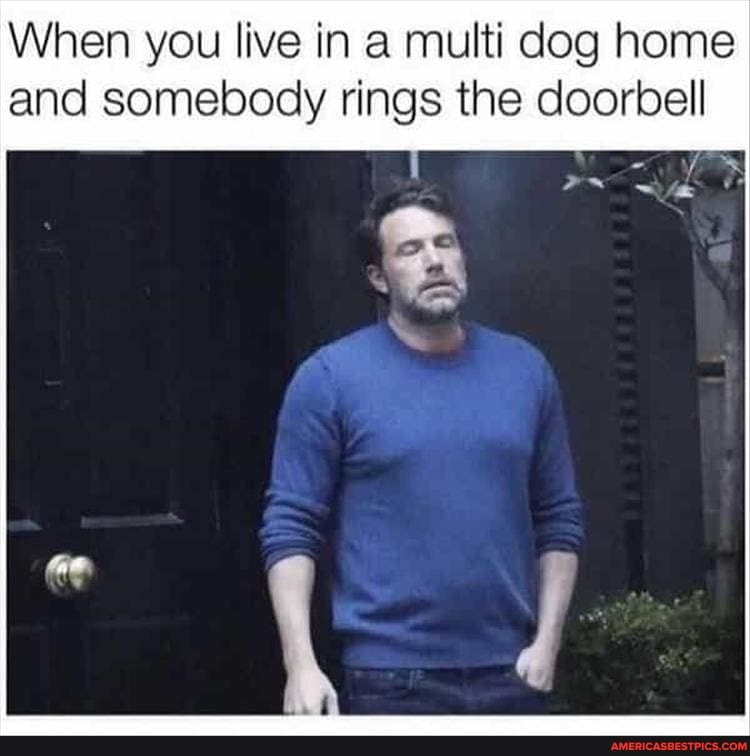 When you live in a multi dog home and somebody rings the doorbell
