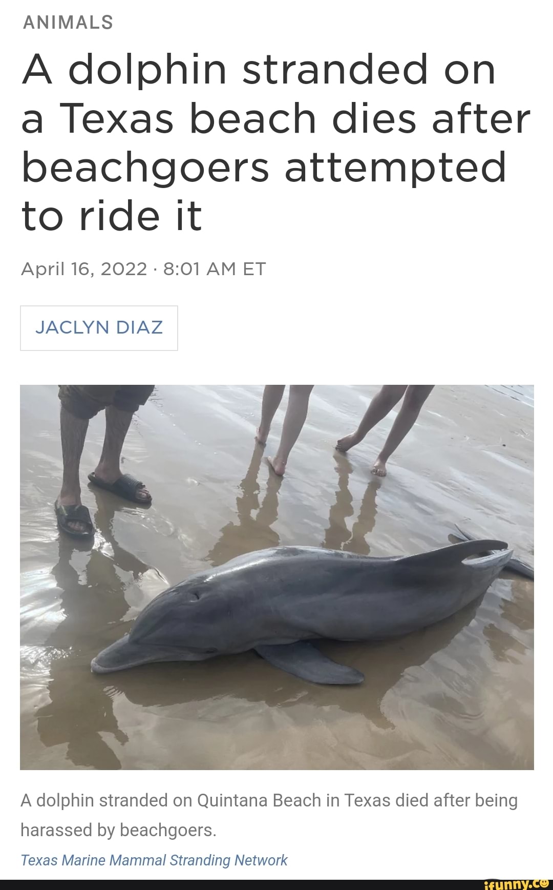 ANIMALS A Dolphin Stranded On A Texas Beach Dies After Beachgoers ...