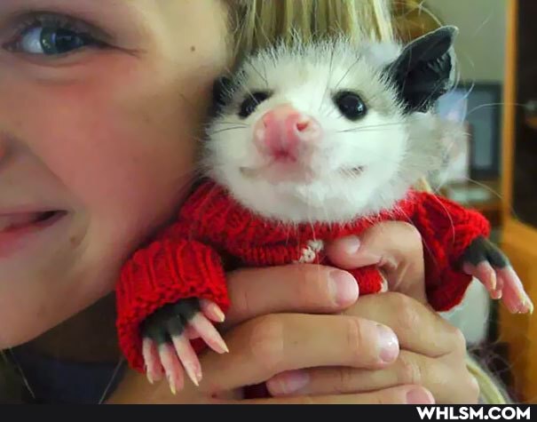 aww, photography, baby_animals