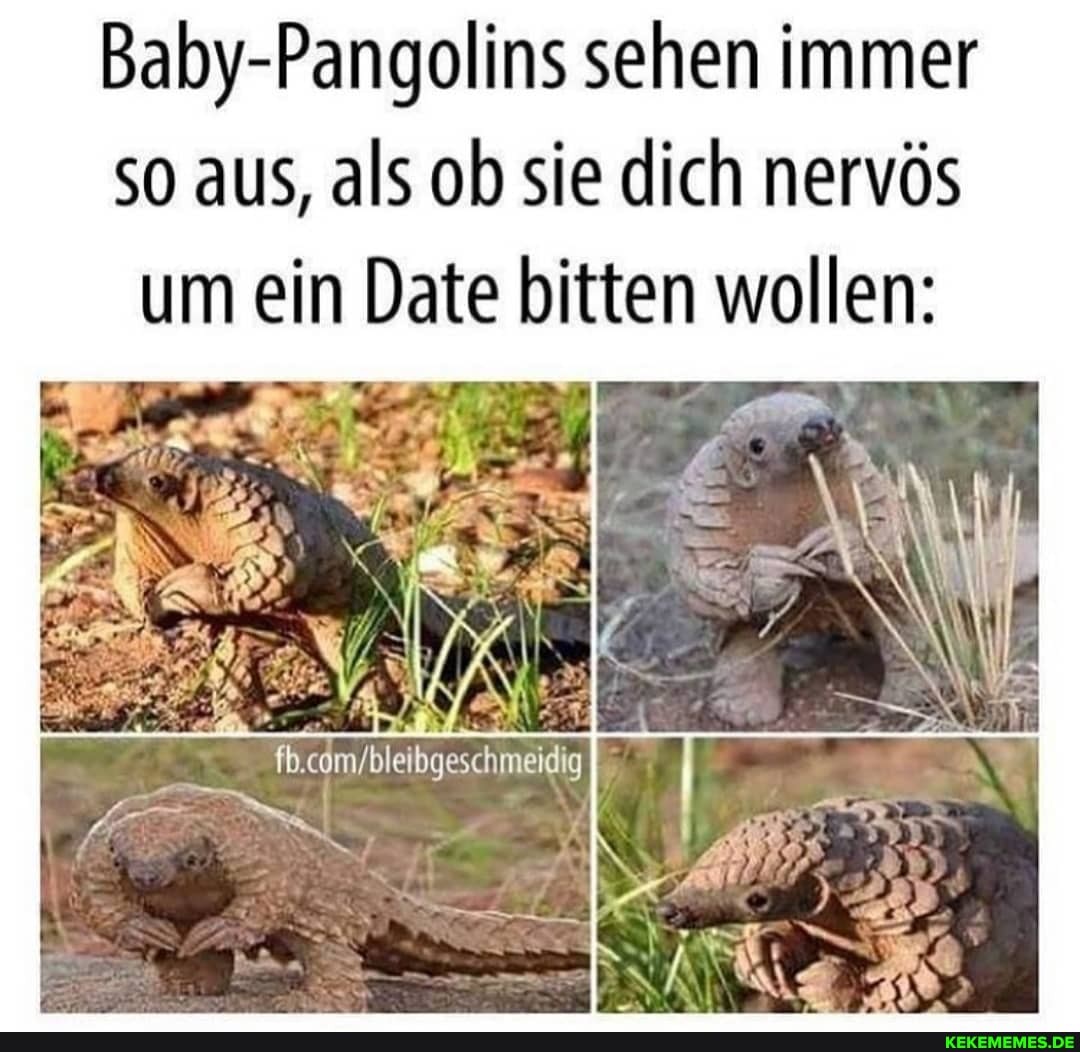 Baby-Pangolins sehen immer so aus, als ob sie dich nervös um ein Date bitten wollen: