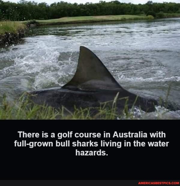 There is a golf course in Australia with full-grown bull sharks living in the water hazards.