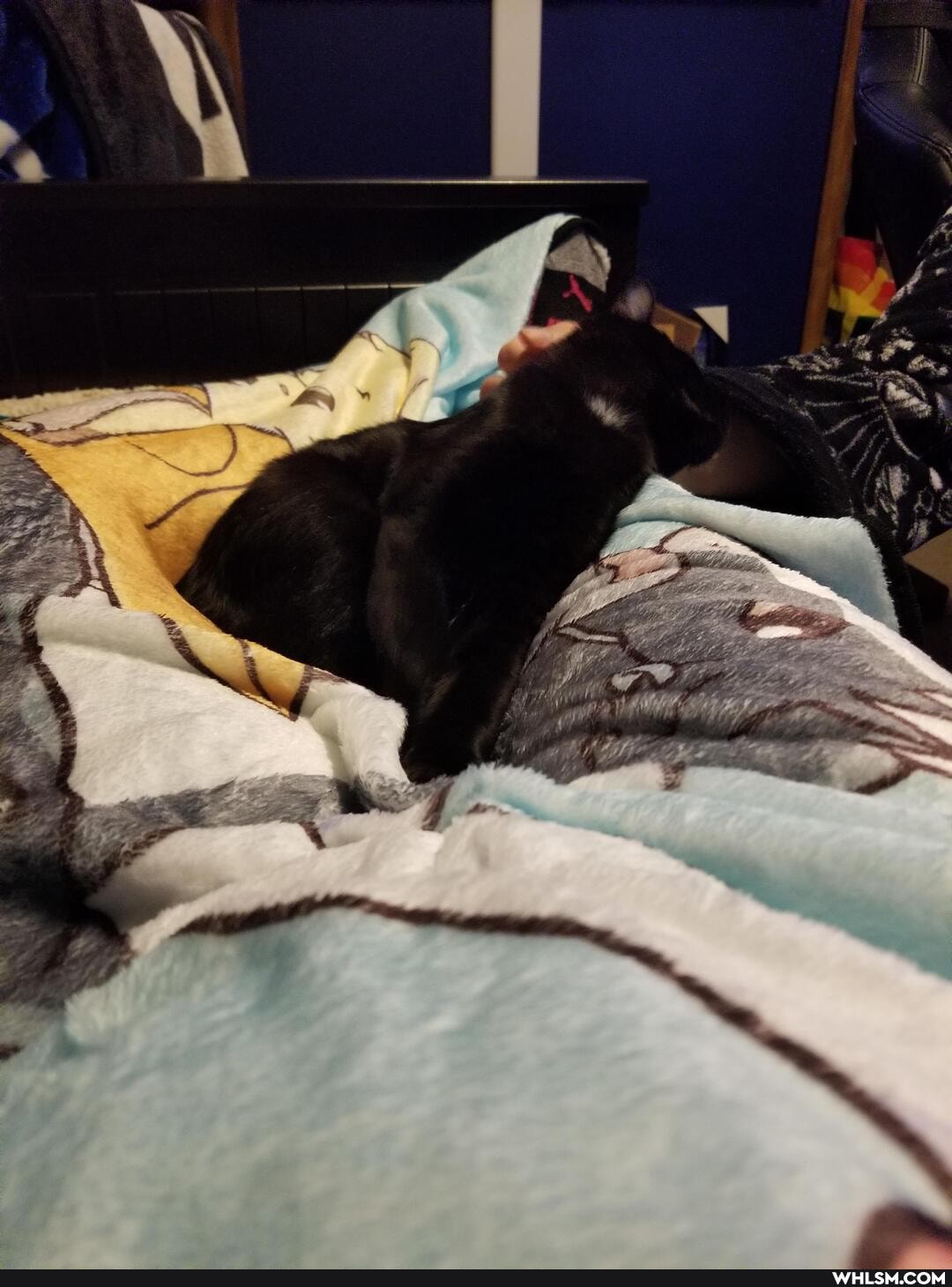 cat, aww, kitten