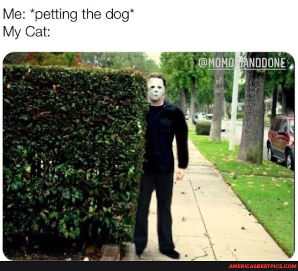 Me: *petting the dog*
My Cat: