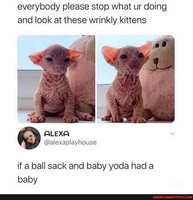 everybody please stop what ur doing and look at these wrinkly kittens
if a ball sack and baby yoda had a baby