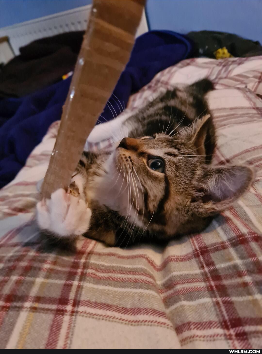 aww, kitten, smitten