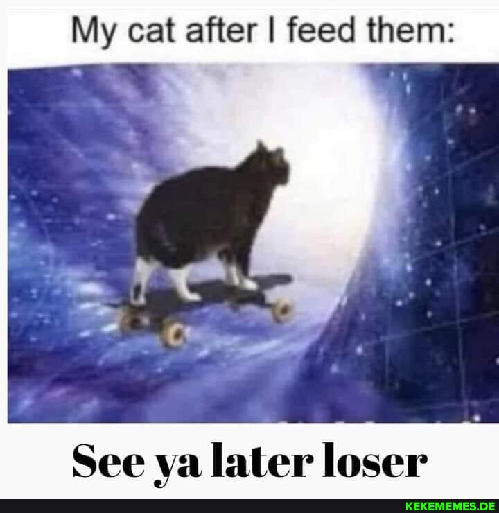 My cat after I feed them: See ya later loser