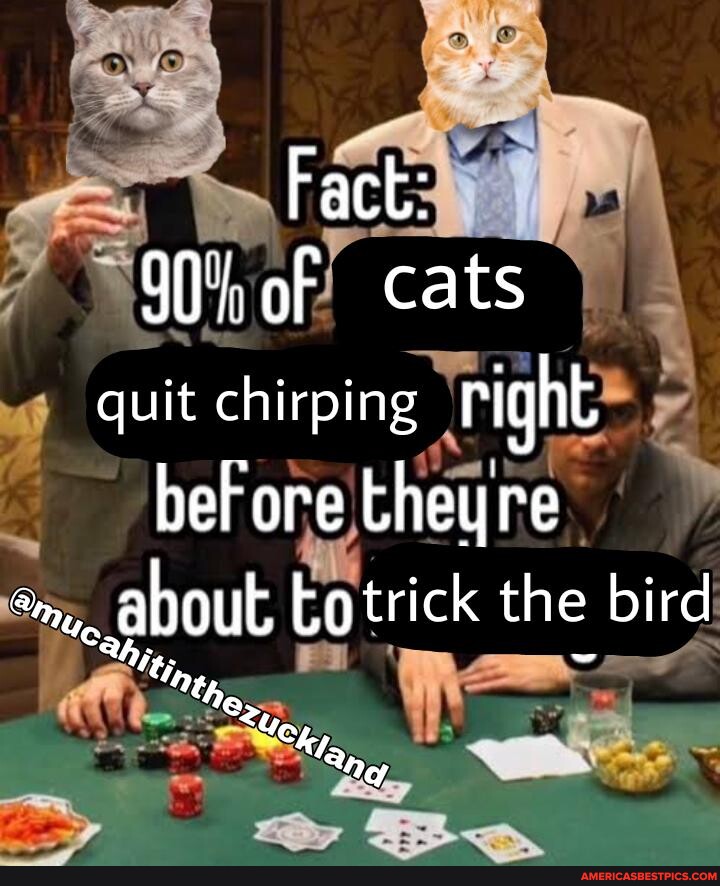 Fact: of cats quit chirping right bet ore theyre Lotrick the bird ty ...