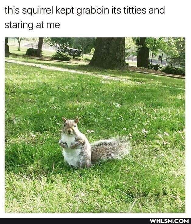 this squirrel kept grabbin its titties and staring at me
