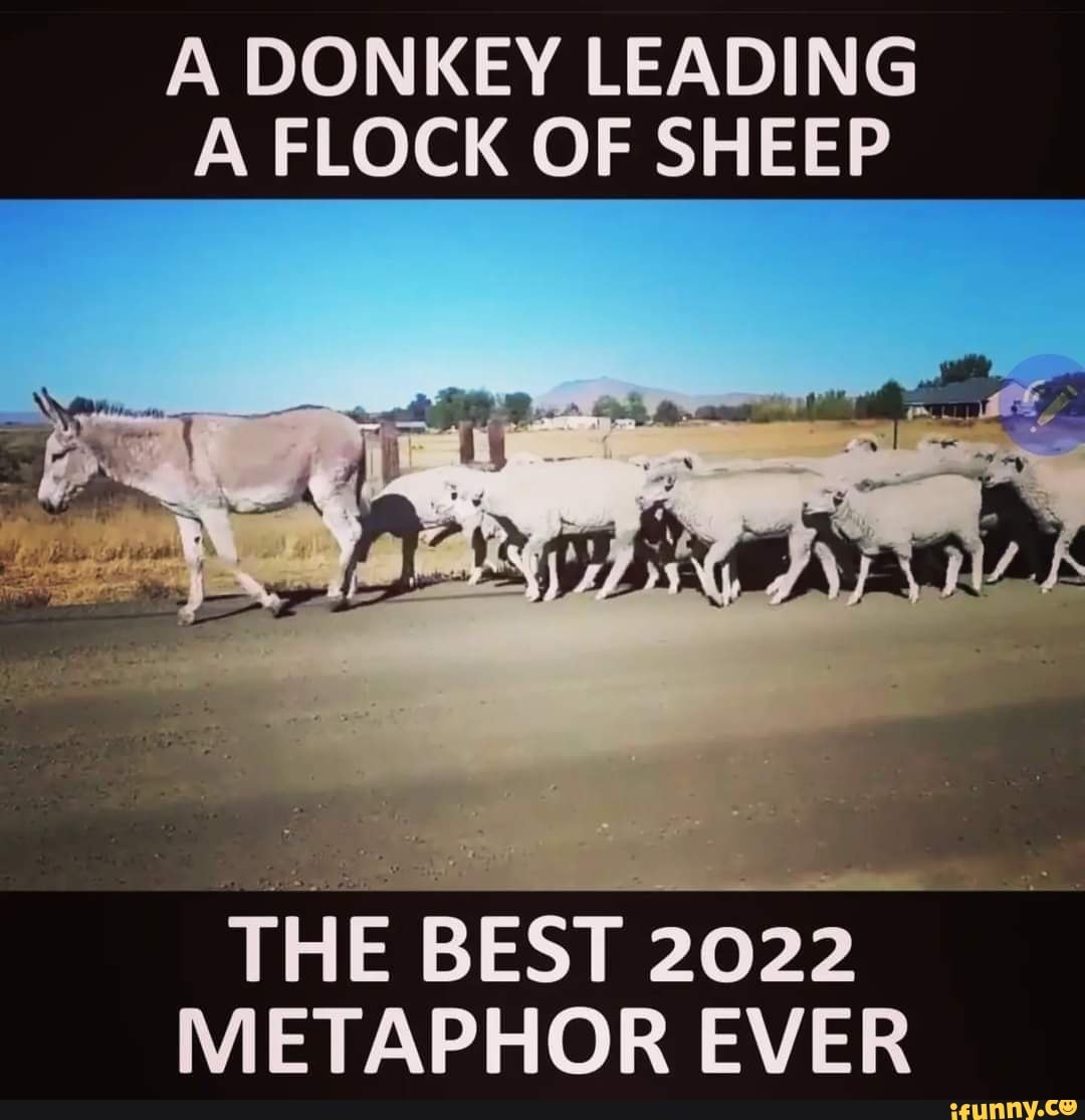 A DONKEY LEADING A FLOCK OF SHEEP THE BEST 2022 METAPHOR EVER - iFunny