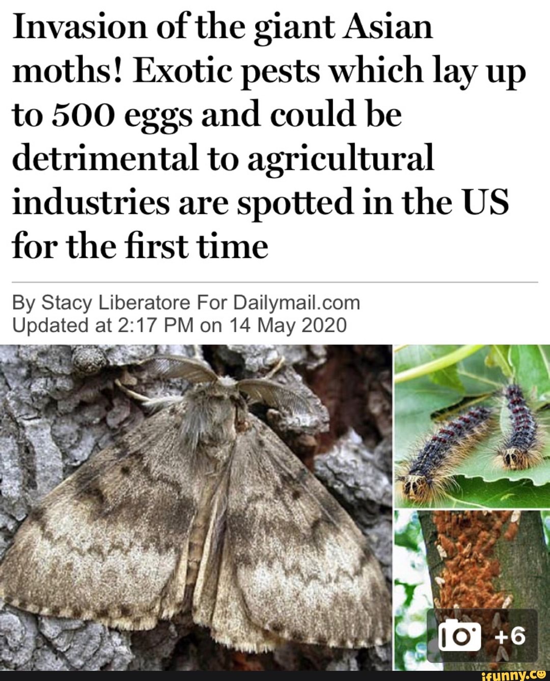 Invasion of the giant Asian moths! Exotic pests which lay up to 500