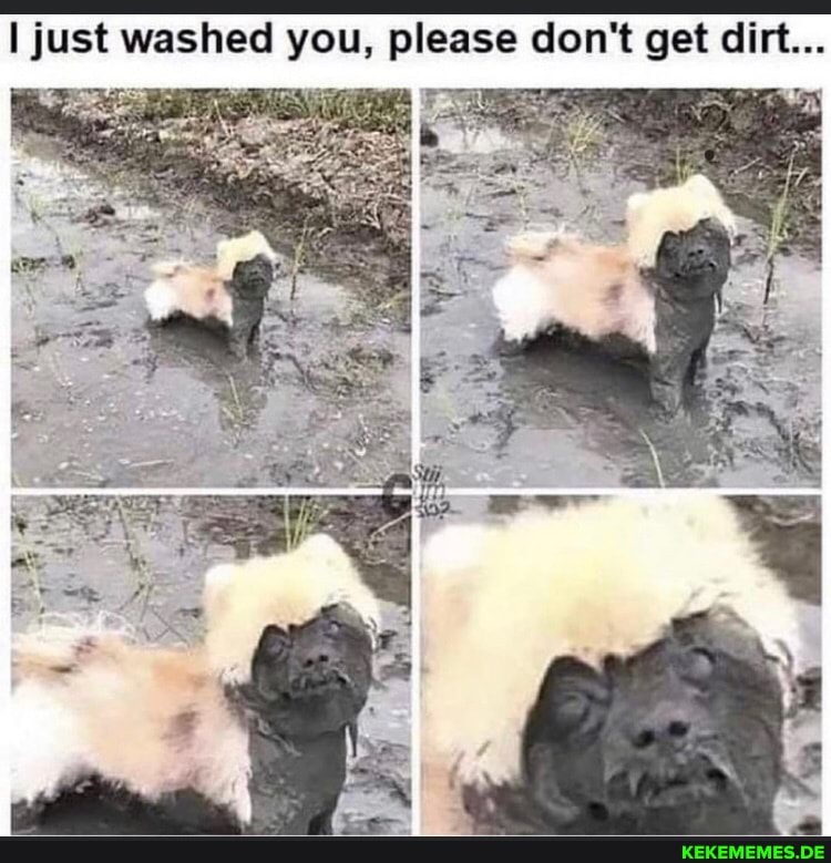 I just washed you, please don't get dirt...