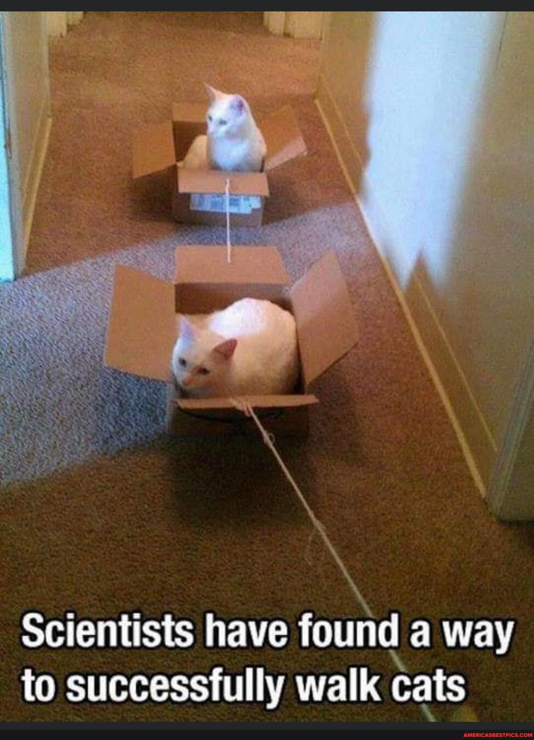Scientists have found a way to successfully walk cats