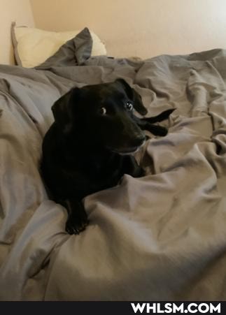 dog, pets, hana, wienerdog